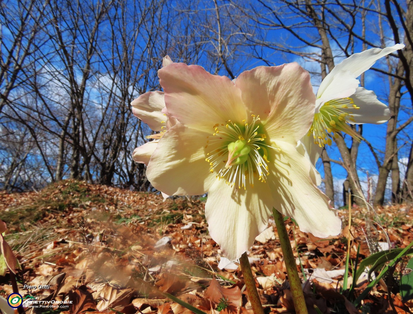 54 Helleborus niger (Ellebori) verso la fruttescenza.JPG